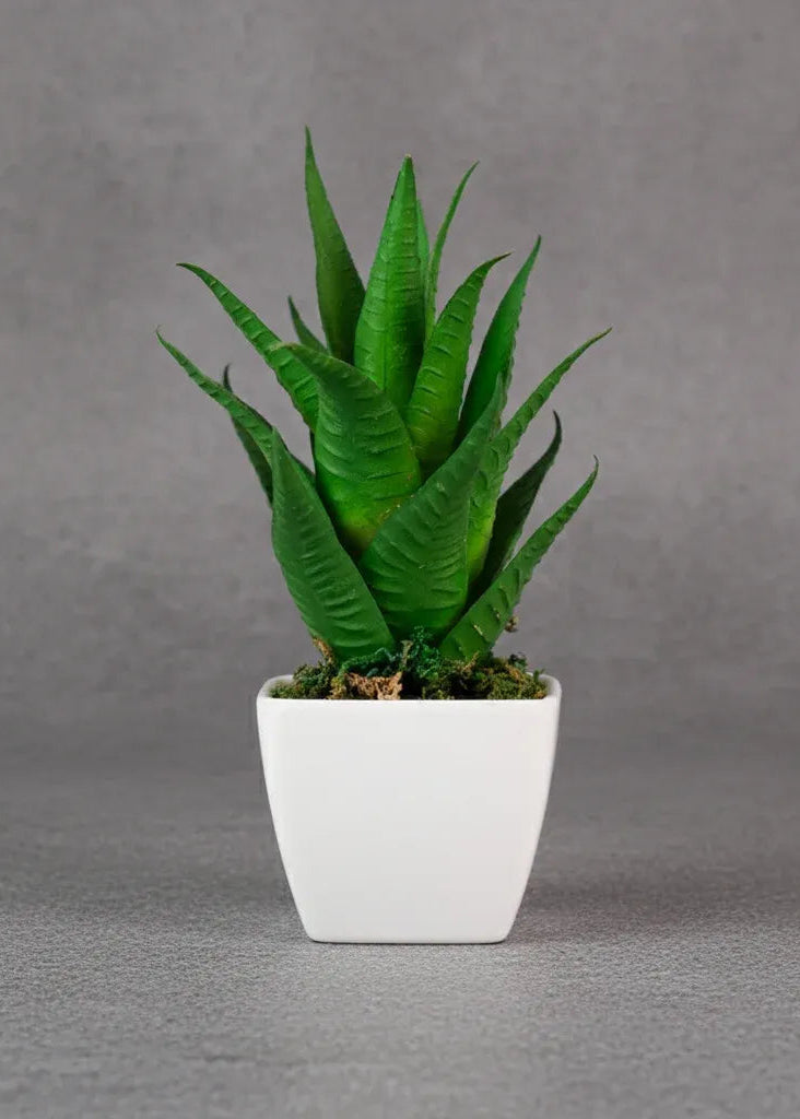 Aloe exuberante suculenta LG