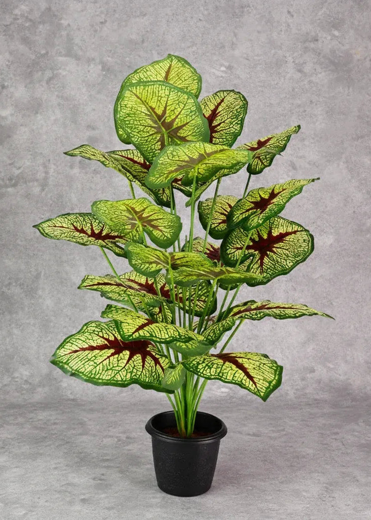 Planta Caladium Red Queen