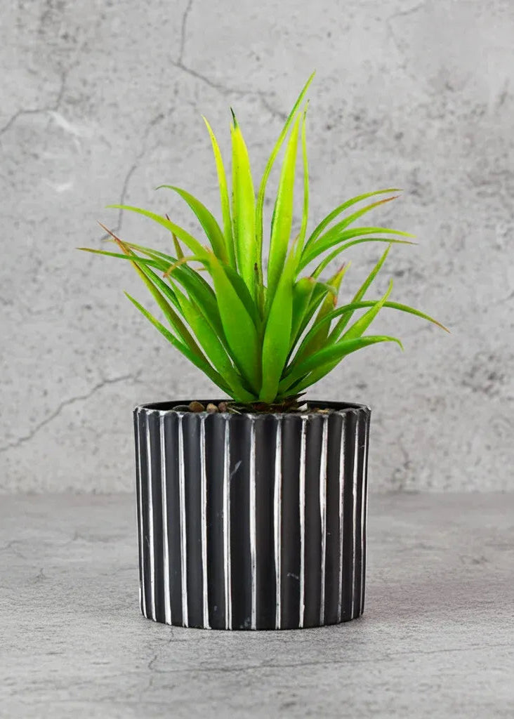 Coral Aloe Slim LG com Pote