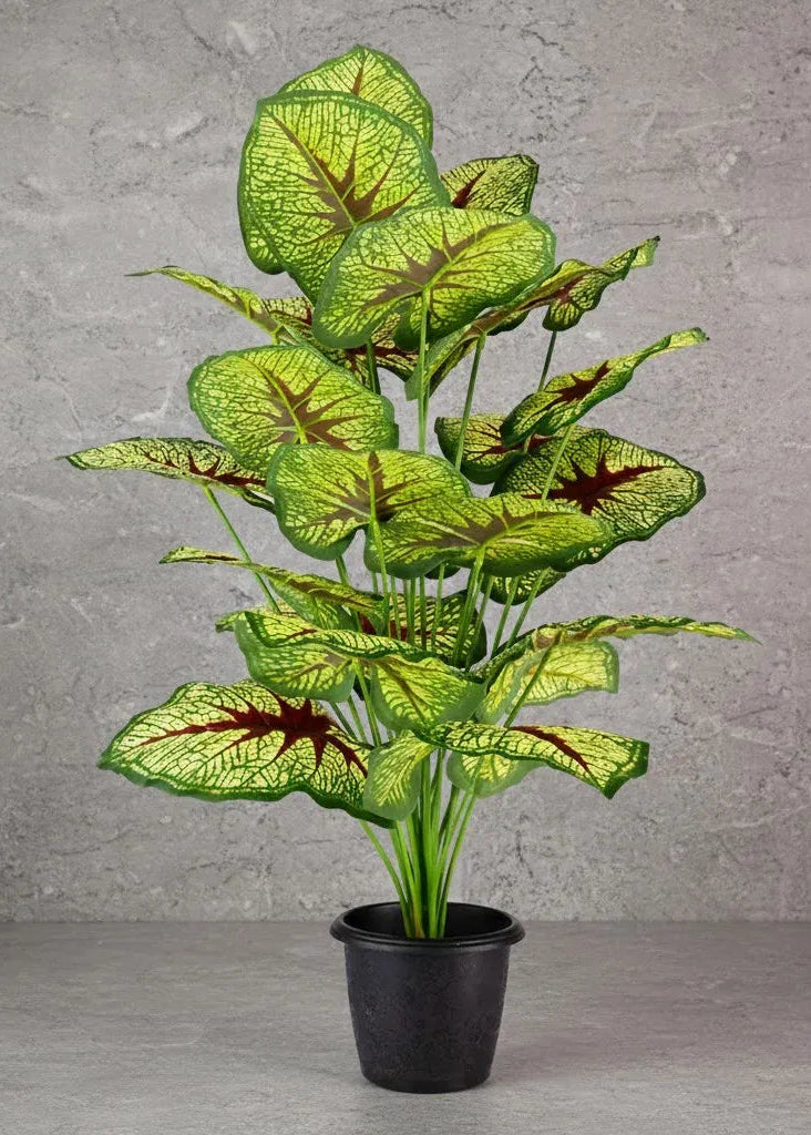 Planta Caladium Red Queen