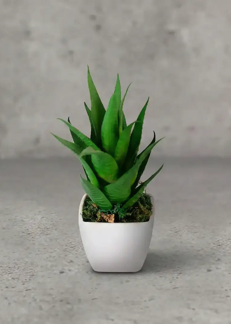 Aloe exuberante suculenta LG