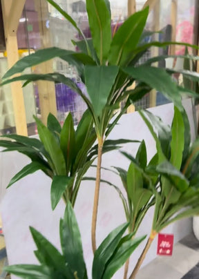 Árvore de Dracaena fragrans