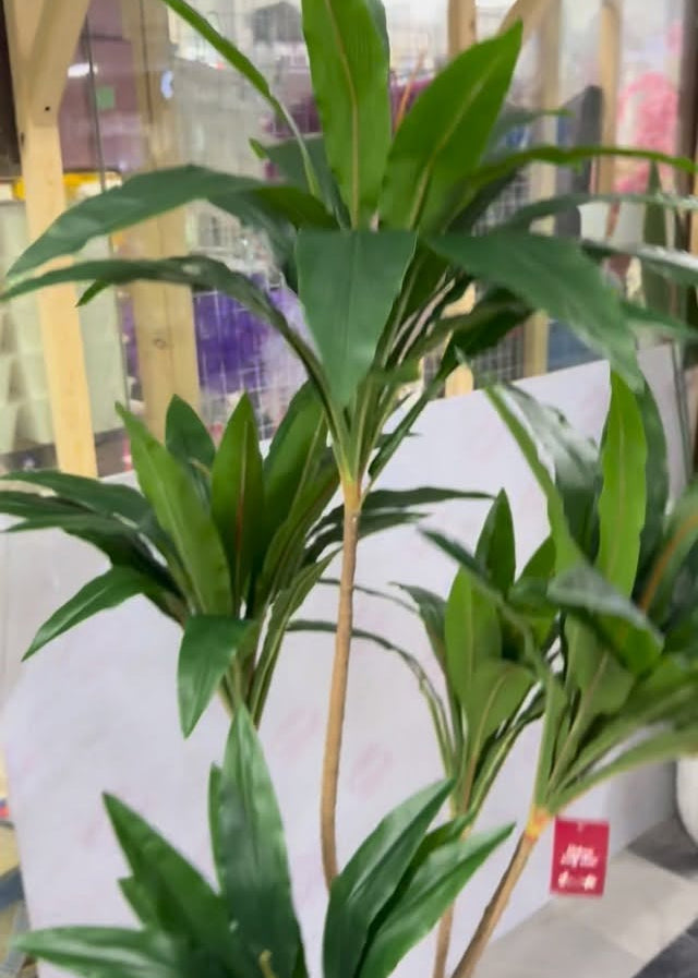 Árvore de Dracaena fragrans