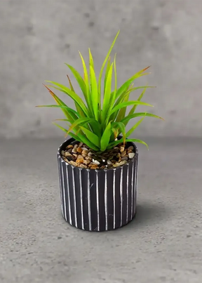 Coral Aloe Slim LG com Pote