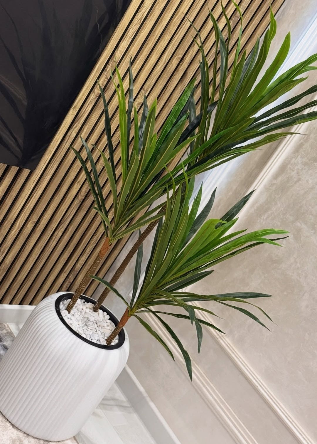 Dracena marginata com vaso Branco