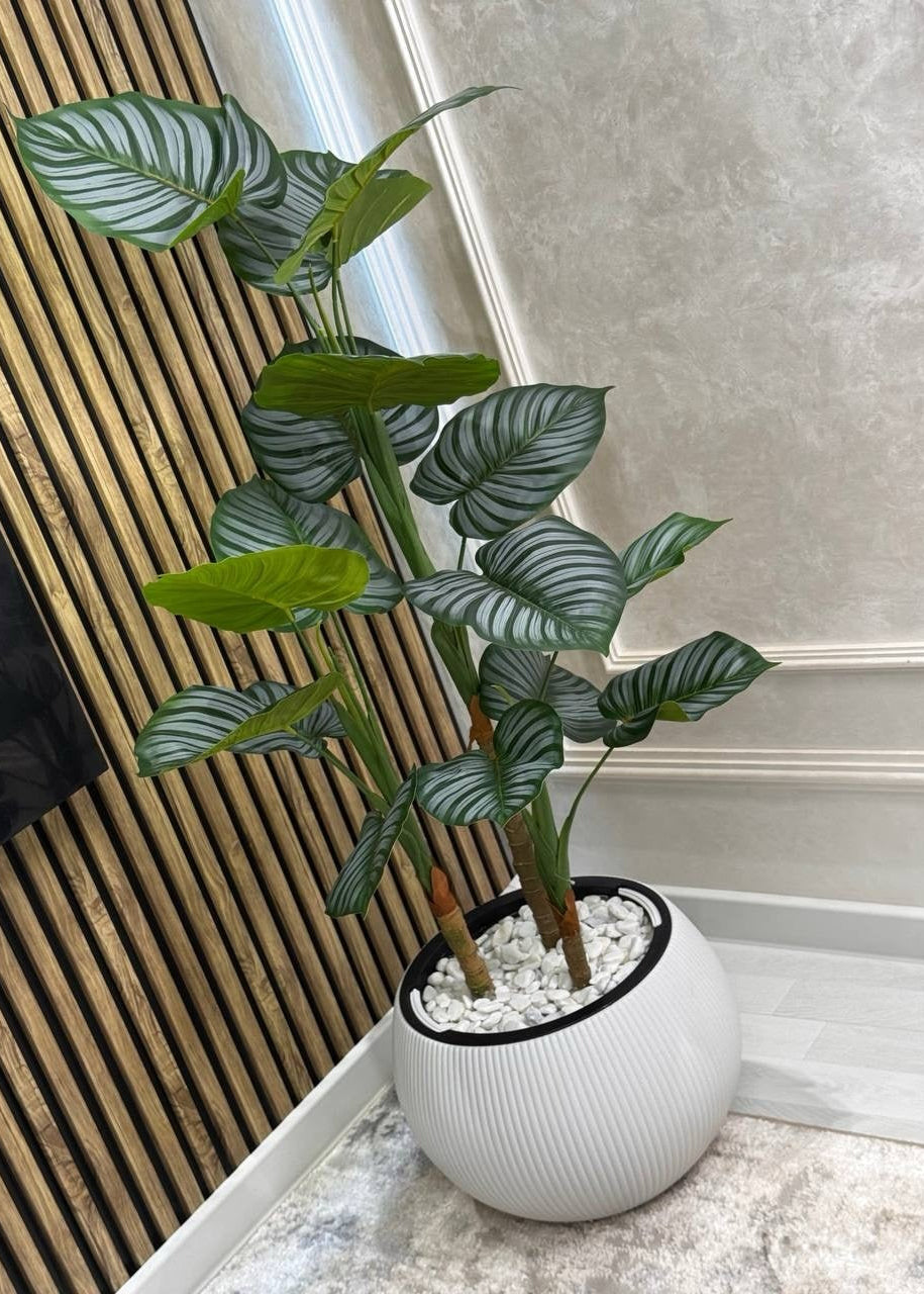 Calathea Orbifolia planta decorativa em vaso