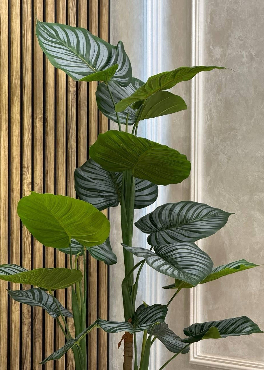 Calathea Orbifolia planta decorativa em vaso