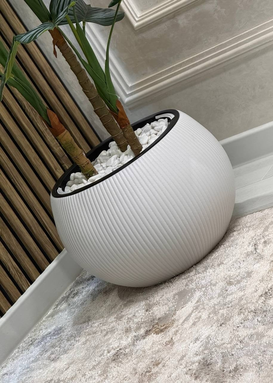 Calathea Orbifolia planta decorativa em vaso