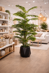 Palmeira Érica Decorativa 2,5m