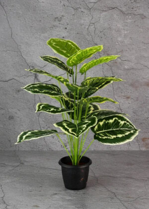 Planta Calatheas