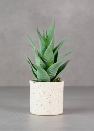 Aloe exuberante suculenta